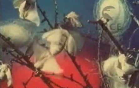 Il miracolo della seta4